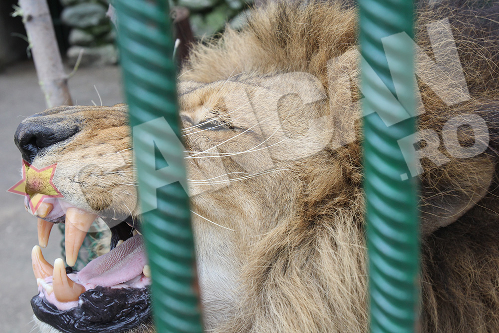Symba, leul lui Nutu, este in prezent la Gradina Zoologica din Ploiesti