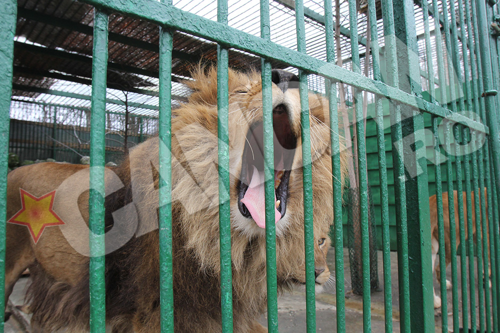 Desi a fost crescut ca un animal domestic, Symba este totusi o fiara care poate sfasia o persoana fara probleme