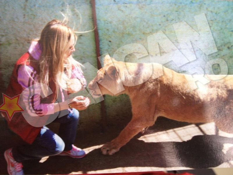 Tanara afacerista s-a reintalnit cu leoaica Tara dupa ce a cedat-o Gradinii Zoologice din Suceava