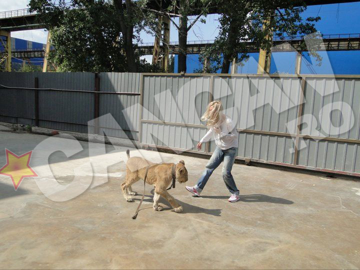 Diana si leoaica, pe vremea cand o crestea pe Tara in propria curte