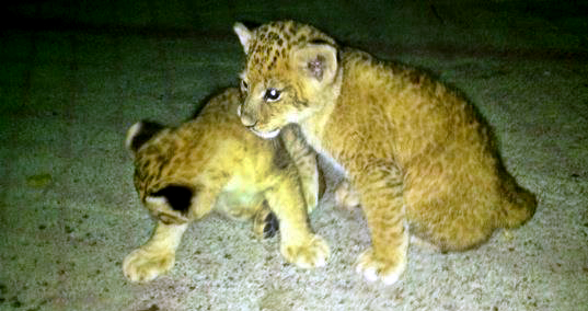 Doi dintre leii lui Nutu Camataru in urma cu mai multi ani(foto:facebook.com)