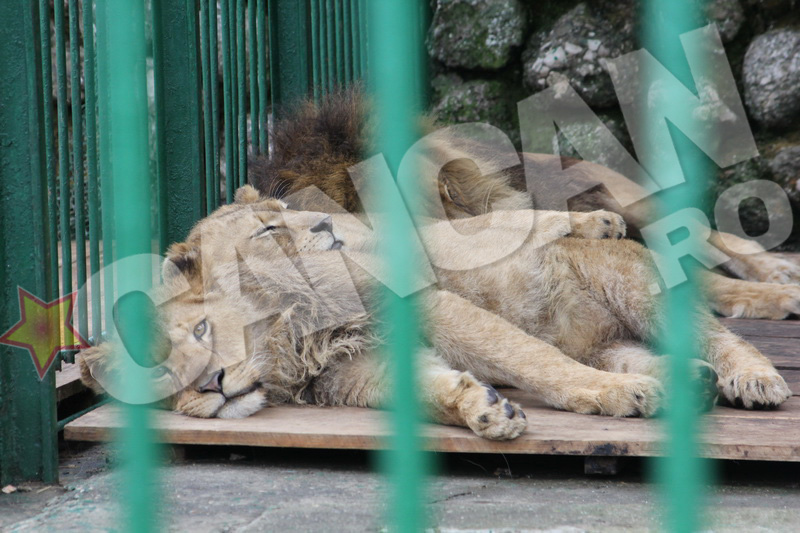 Leii au ajuns la Zoo