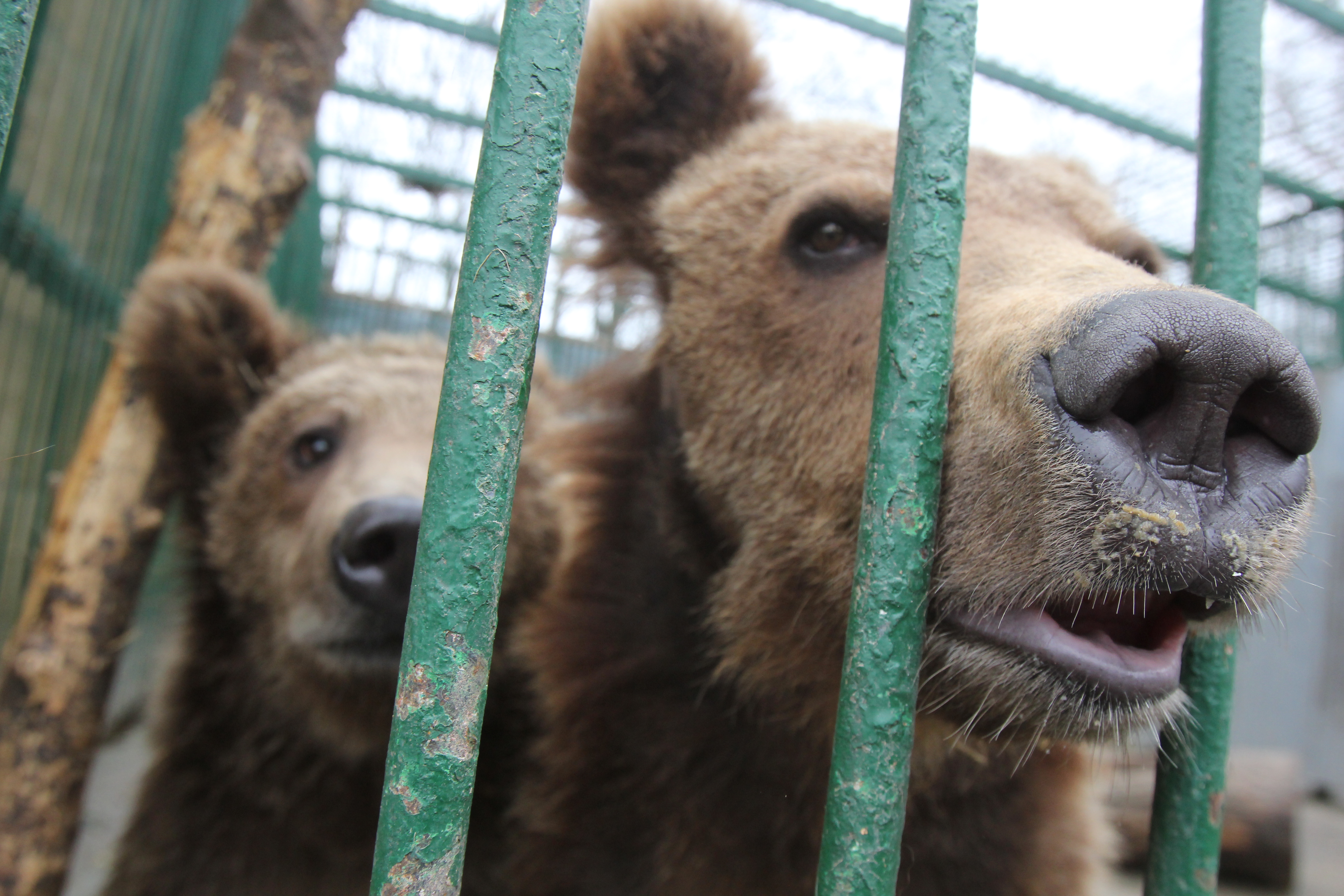 Ursi Lei camataru Zoo