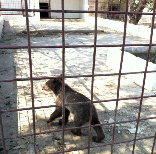Unul din ursi atunci cand era pui