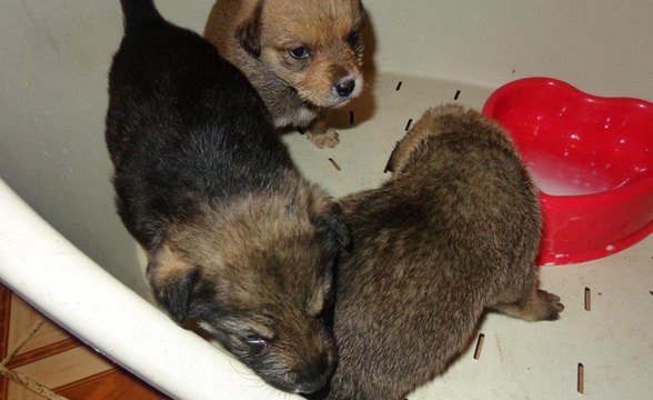 Cei trei puii isi asteapta noii parinti