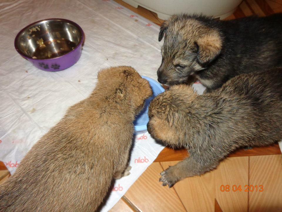 “Voiniceii” sunt foarte dragalasi, ne-a povestit mama adoptiva