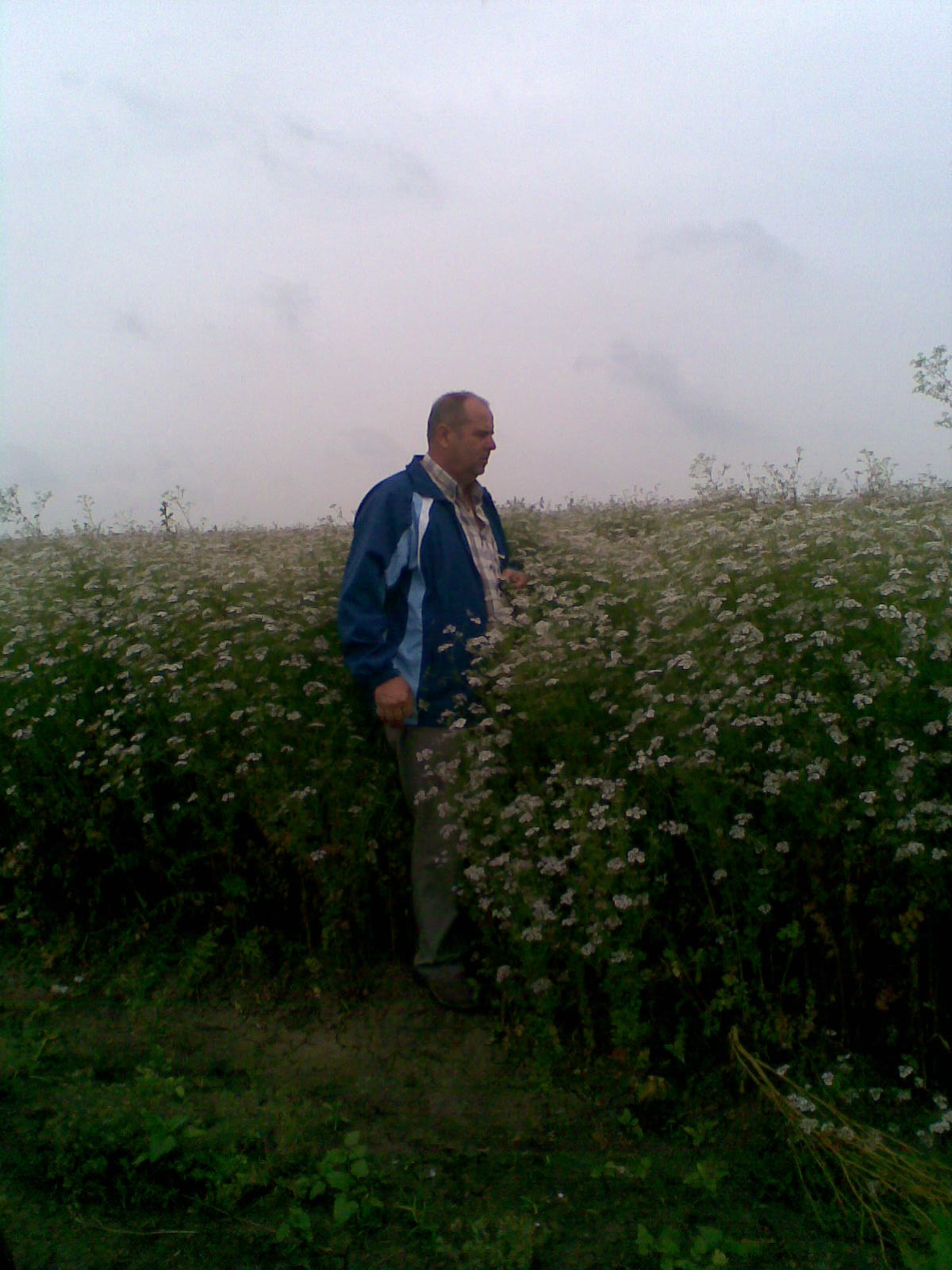 Fermierul verifica cultura de coriandru