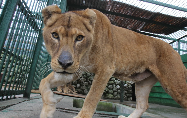 Zoo Ploiesti a inregistrat un record de vizitatori in acest weekend