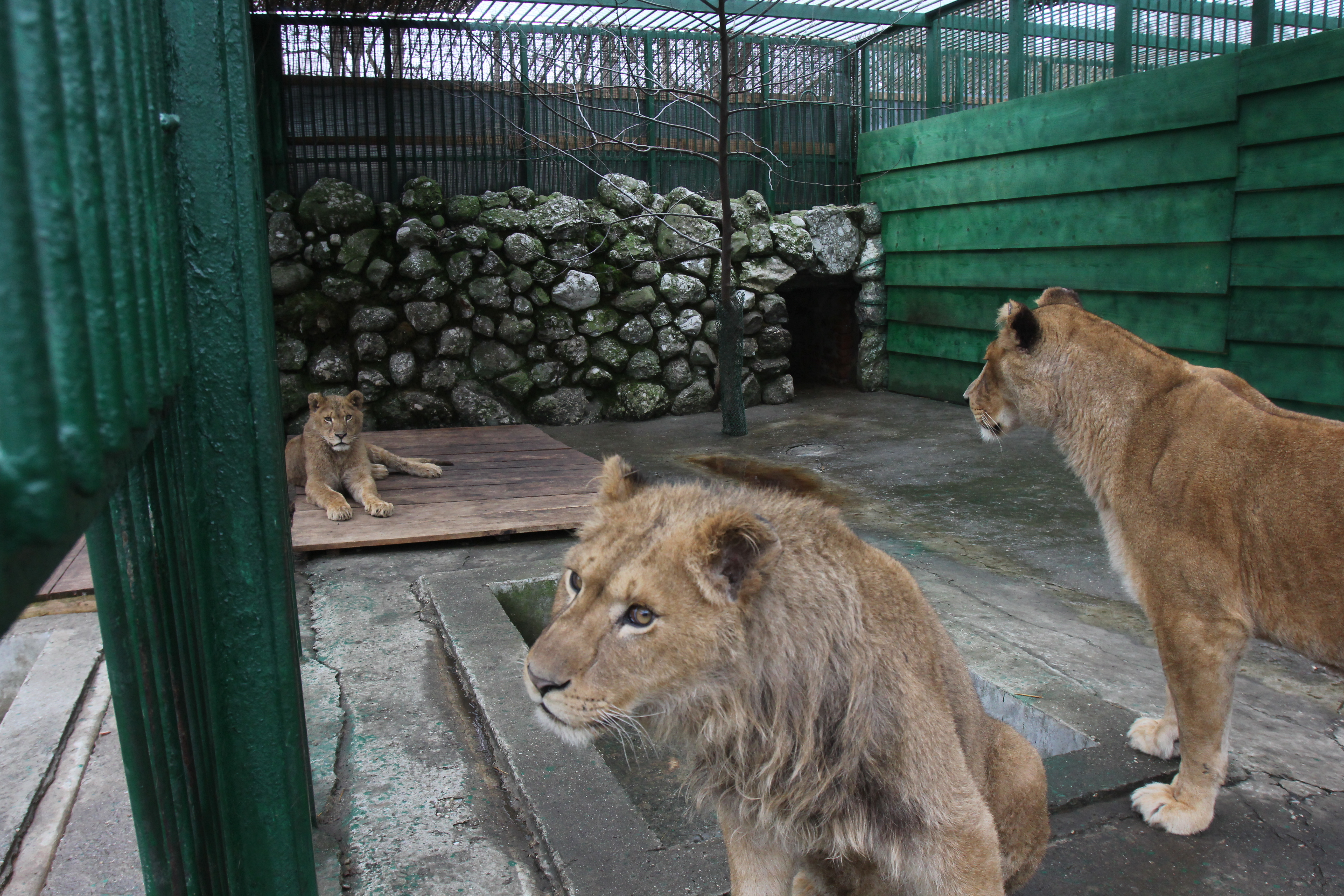 Leii si ursii lui Nutu se simt bine in noua casa