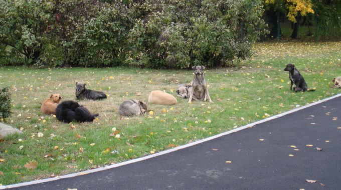 Proiectul privind reproductia maidanezilor in Bucuresti se afla in dezbatere publica pe site-ul primariei Capitalei