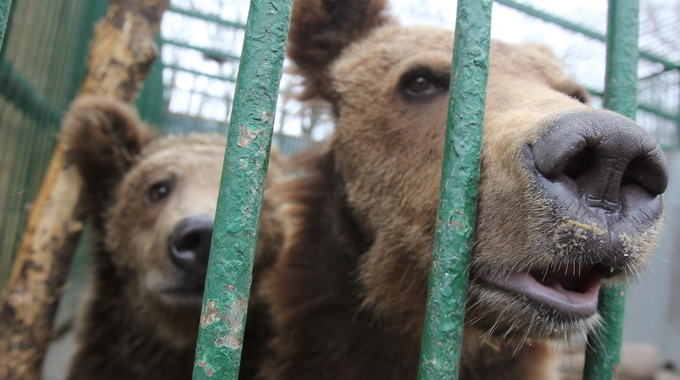 Ursii lui Nutu au acum la dispozitie un spatiu de 8.000 de metri patrati
