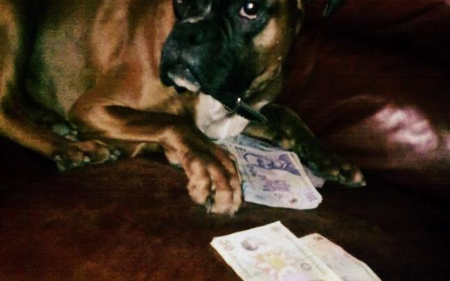 Milionara si-a pus cainele sa-i pazeasca banii(foto:facebook.com)