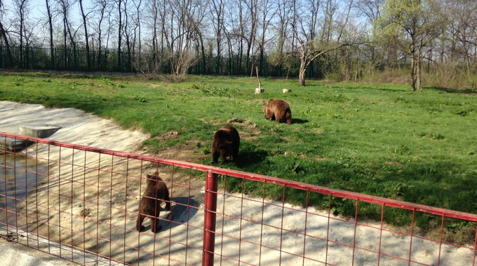 Ursii au scapat si umbla liberi
