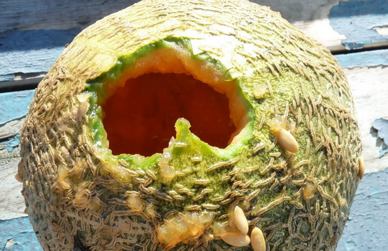 hasisul era ascuns in pepeni