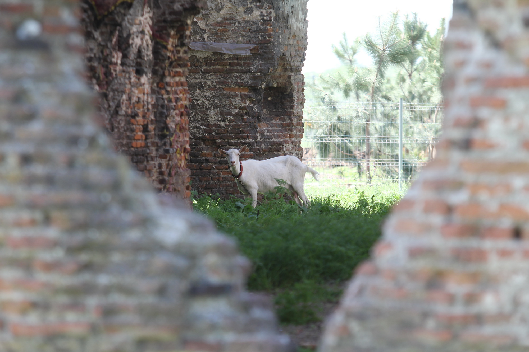 O capra paste linistita in interiorul fostei Manastiri Chiajna