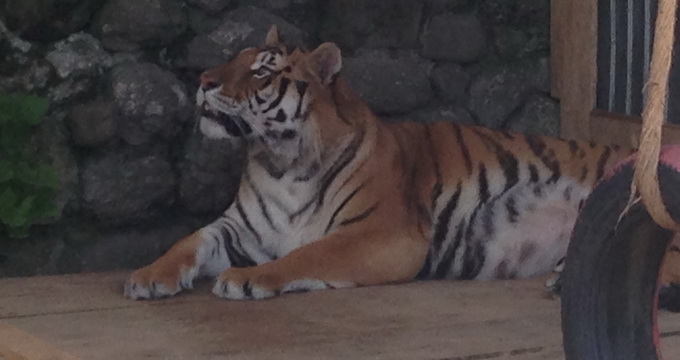 Noul locatar de la Zoo Ploiesti este un tigru bengalez pe nume Alex