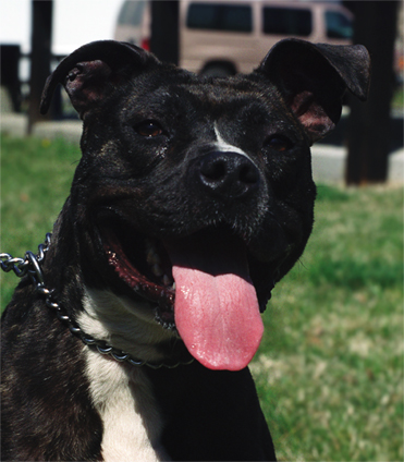 Popsicle a fost salvat de un politist, iar apoi s-a 