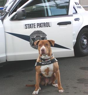 Pit bull-ii sunt foarte protectivi cu cei mici