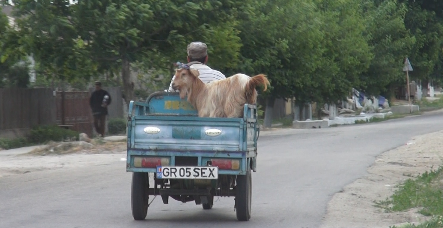 Capra plimbata cu motorisca