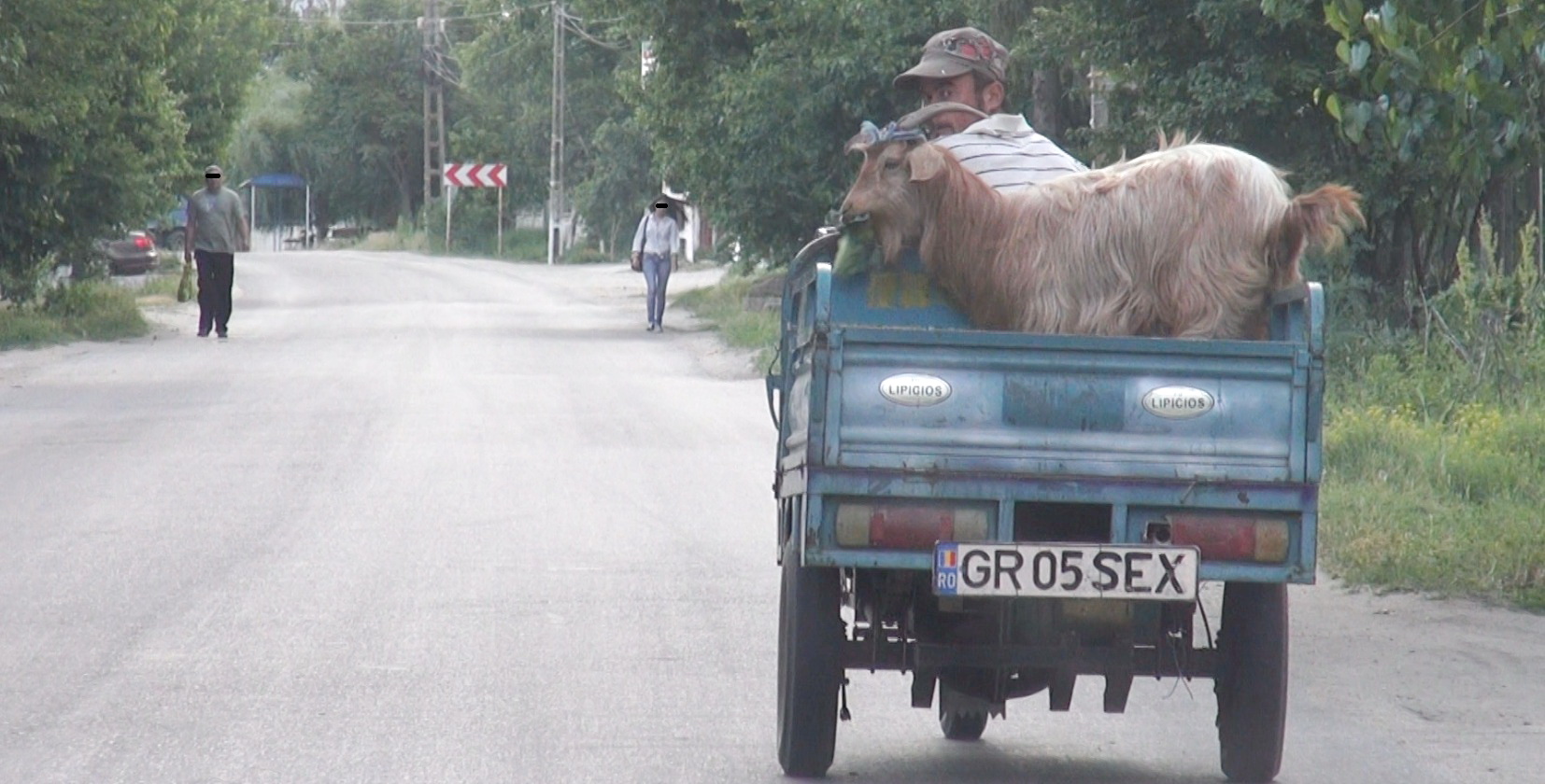 Capra plimbata cu motorisca