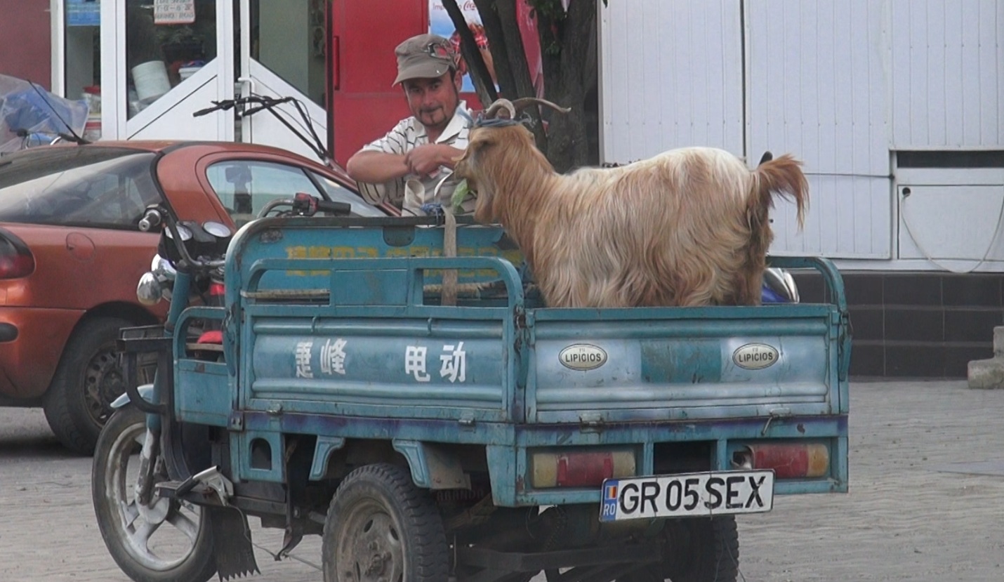 Caprita a fost plimbata cu motorisca prin tot satul