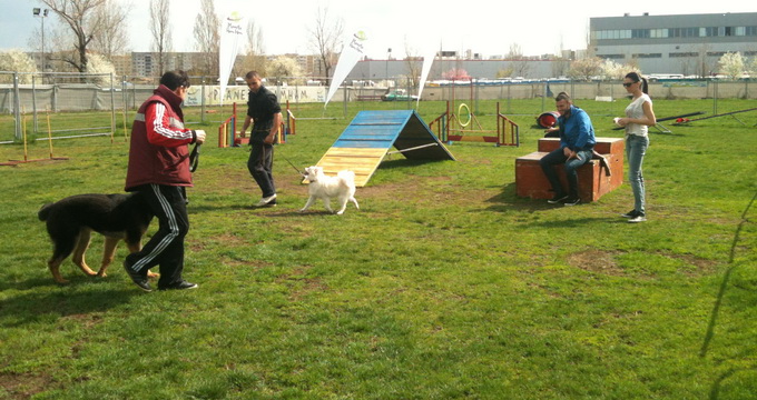 Mircea Axente priveste atent dresajul lui Aky