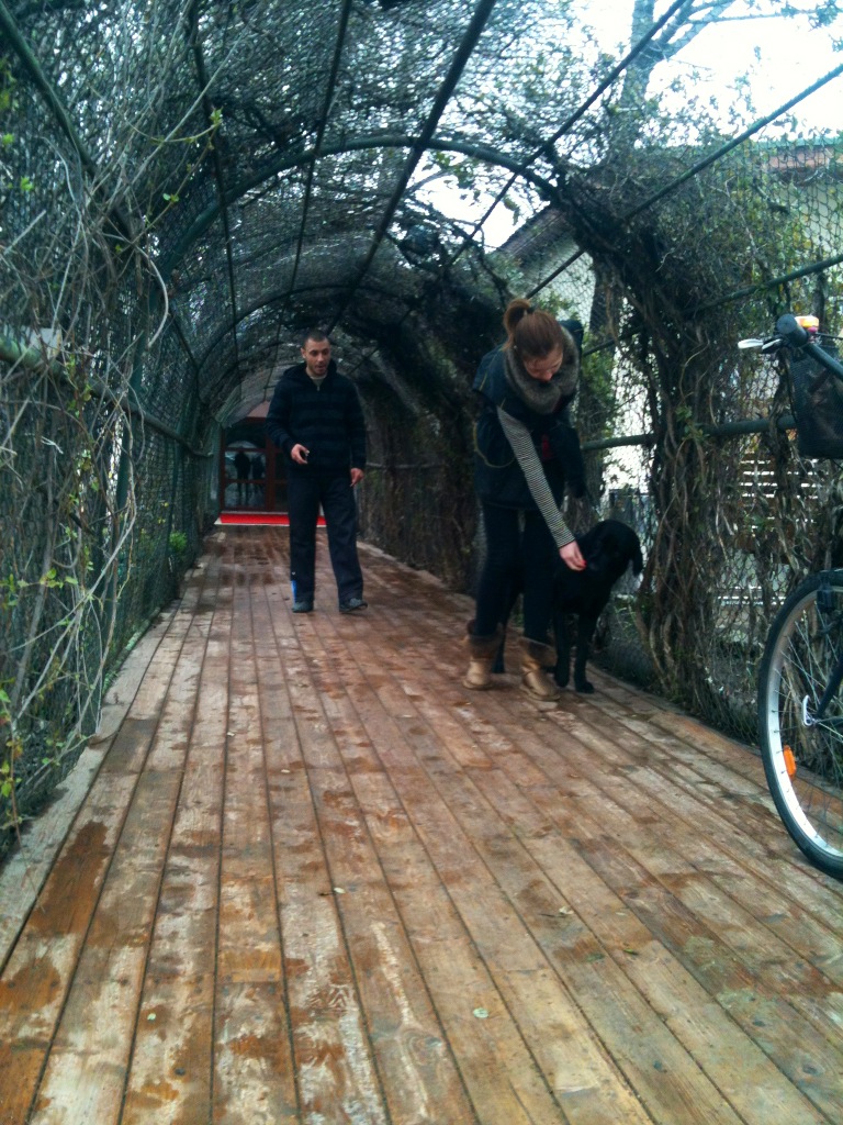 Figo, labradorul lui Alexandru Curtean, inainte sa intre la sesiunea de dresaj