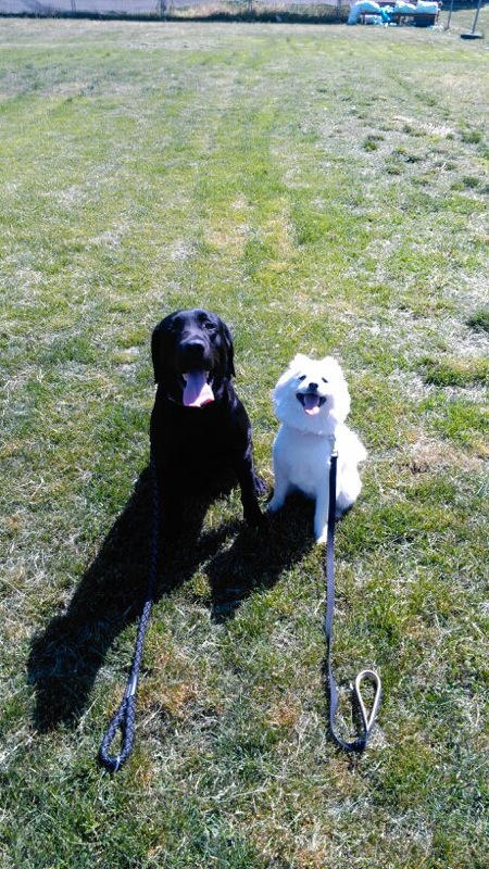 Cei doi mici dinamovisti