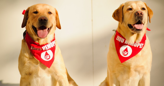 Pana acum peste 500 de catei au fost salvati