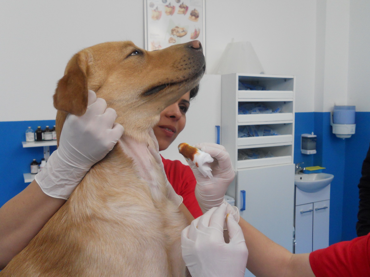 Sangele se recolteaza din vena jugulara