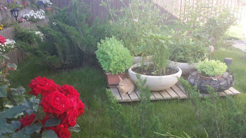 Iepurele isi face de cap in gradina vedetei