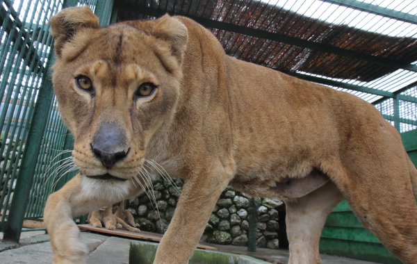 In loc sa fie confiscate lei au fost preluati in custodie