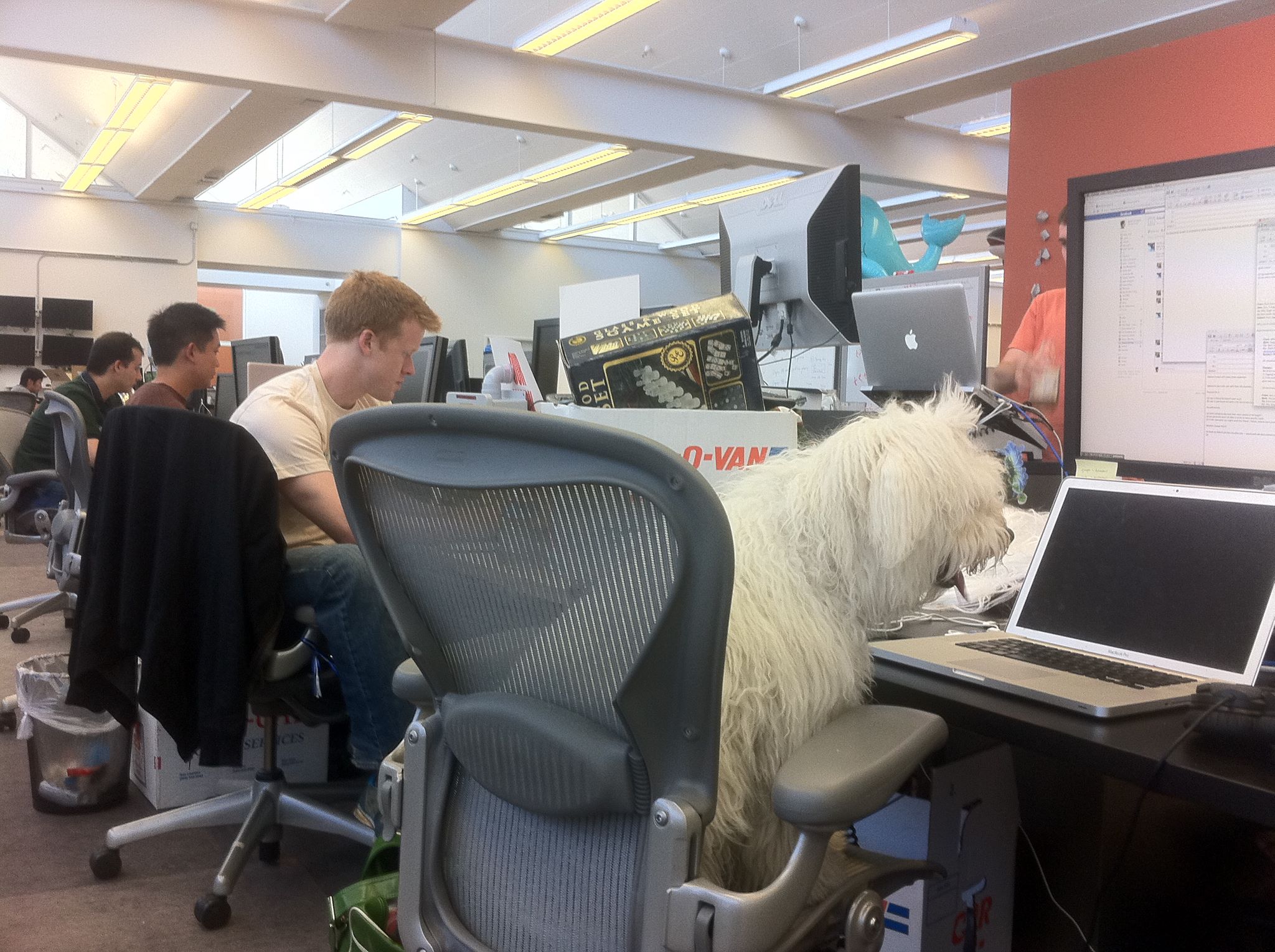 Patrupedul a fost angajat la facebook