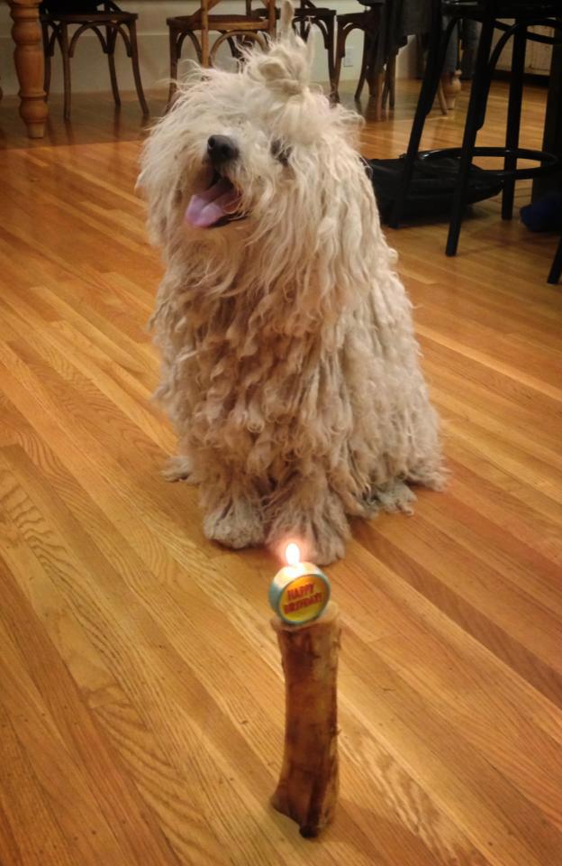 Beast a primit un cadou de ziua sa