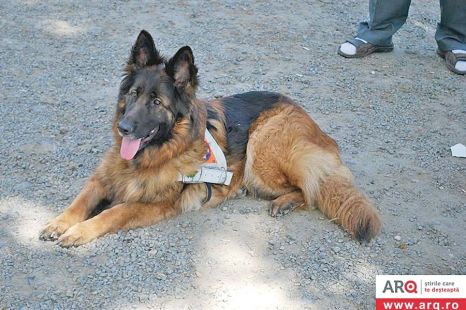 Bella a plecat pe urmele afaceristului Abel Apostol, disparut in Arad