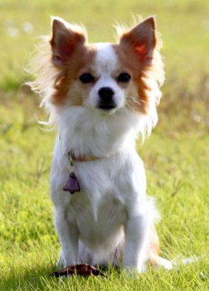 Momo, cel mai mic caine de politie din lume, este din Japonia si are un contract de un an