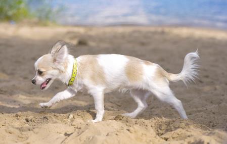 Momo, cel mai mic caine de politie din lume, este din Japonia si are un contract de un an