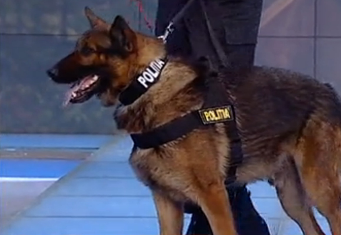 Rocky este speciliast in cautare si salvarea victimelor