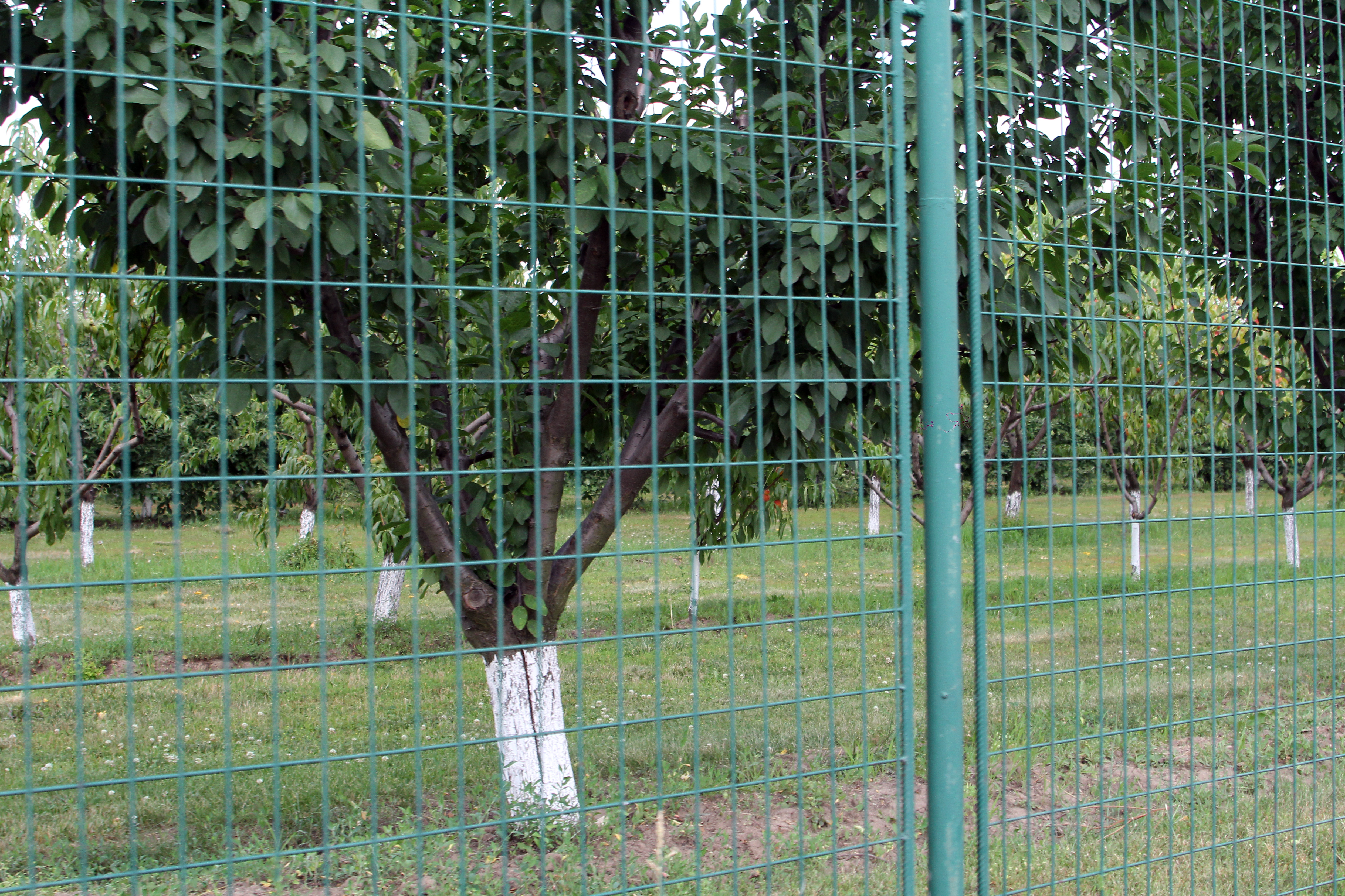 Pe domeniul de la Silistea Snagovului se afla si o livada de pomi fructiferi
