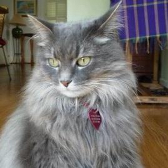 Italianca este indragostita de pisica ei, cu care se lauda nevoie mare pe Facebook