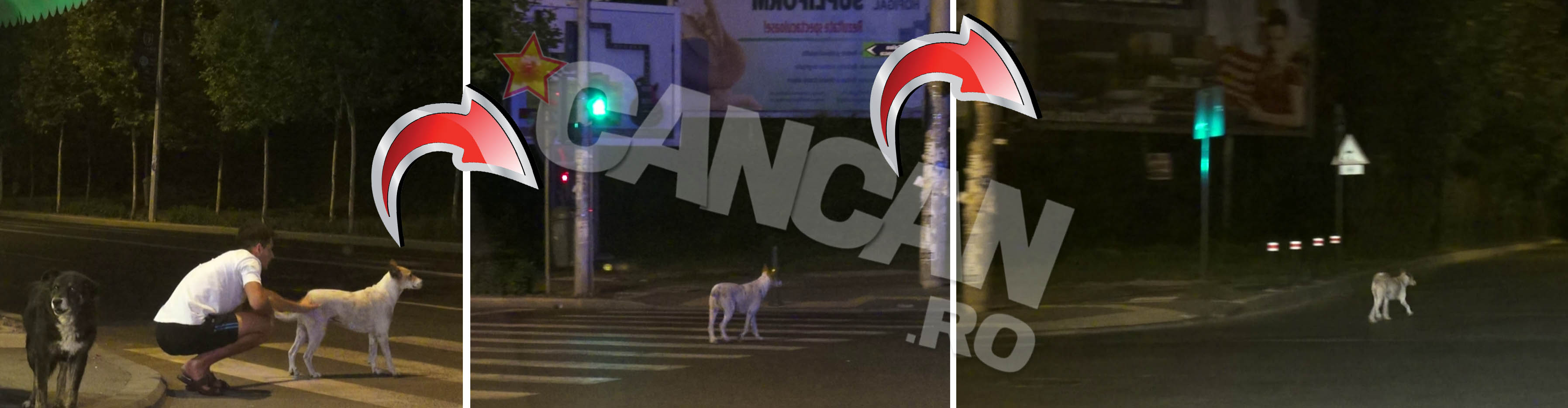 Bucuresteanul i-a predat degeaba catelului lectia traversatului strazii