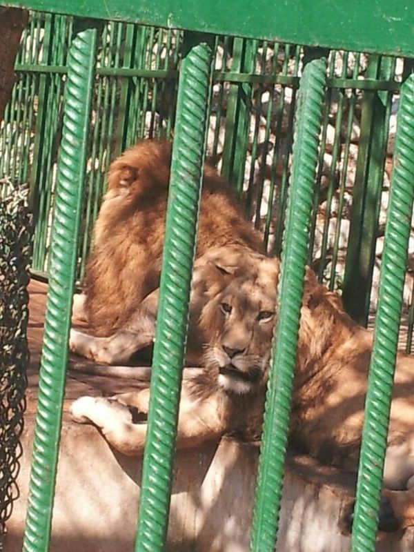 Leii s-au ingrasat mult de cand au ajuns la gradina Zoo