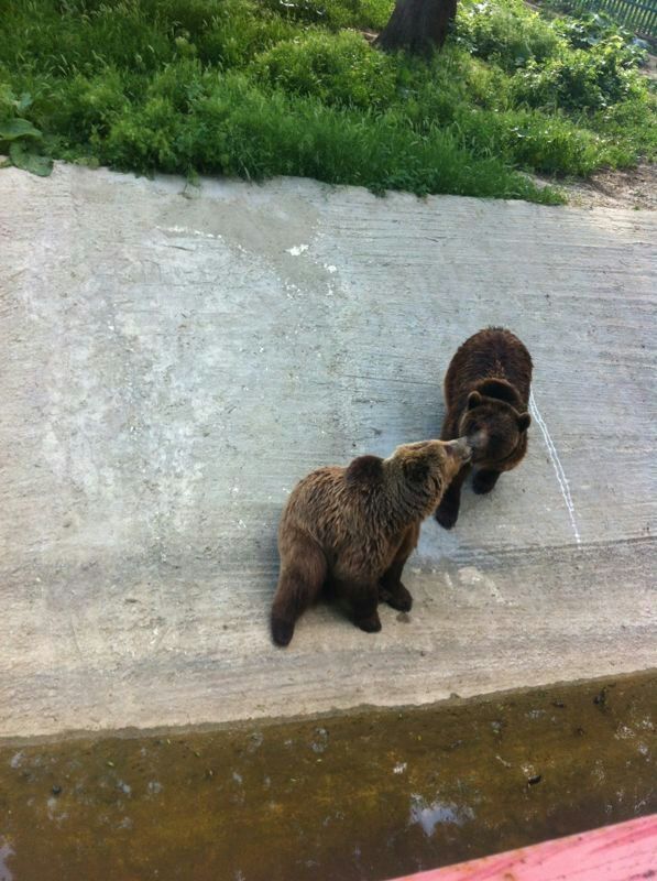 Cei doi ursi isi fac de cap in tarcul lor