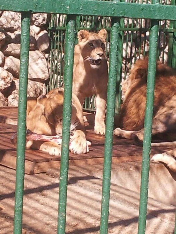 Prima data fiarele ridicate din Capitala au fost gazduite de Gradina Zoo Ploiesti