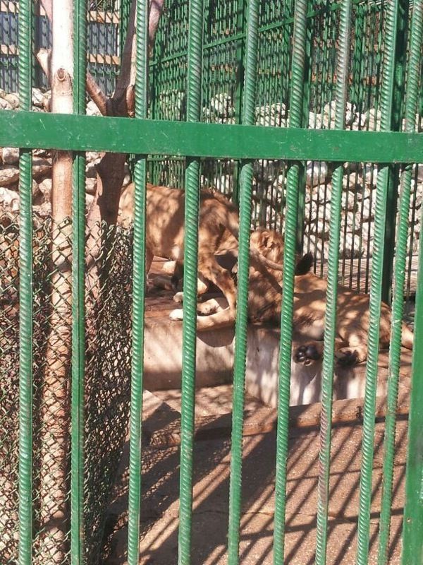 Leii lui Nutu au ajuns la o gradina Zoo din Galati