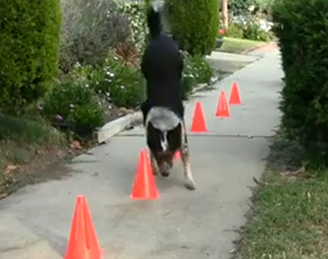 Jumpy este unul dintre cei mai inteligenti caini din lume