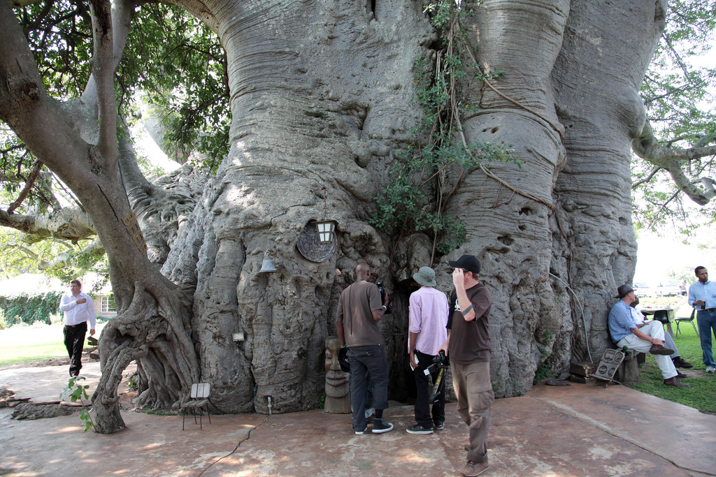 Este cel mai vechi copac din lume