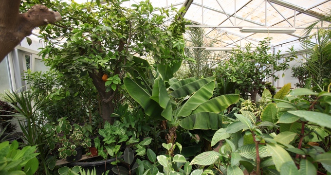 Arborii tropicali din serele ALPAB