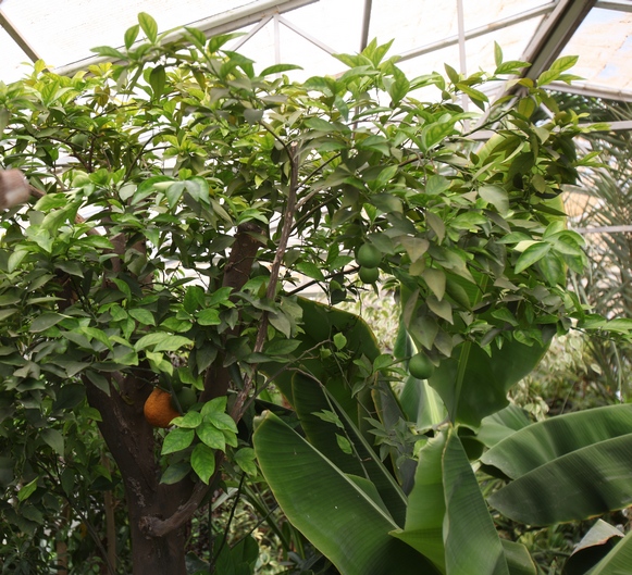 Portocalului ii prieste din plin locul, dovada fiind frctele din el