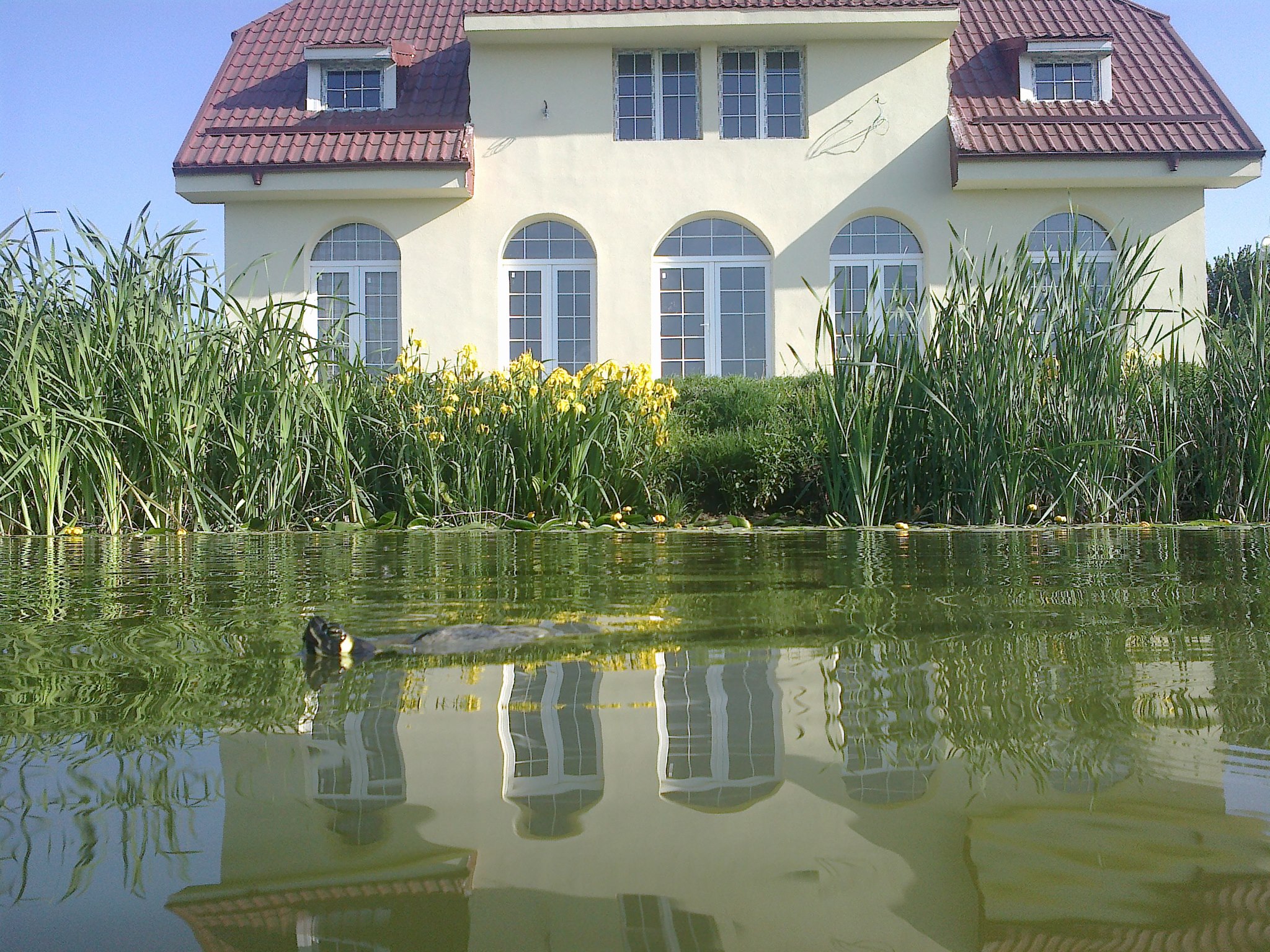 Una din testoasele care se afla in lacul situat in fata casei lui Ogica